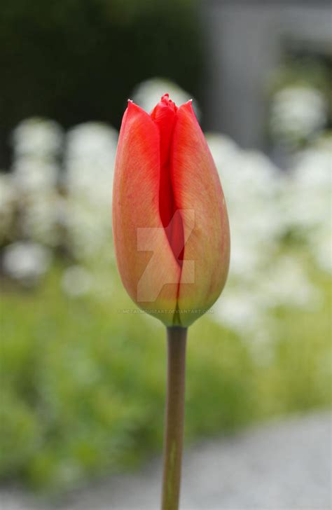 Tulip bud by MetalMouseArt on DeviantArt