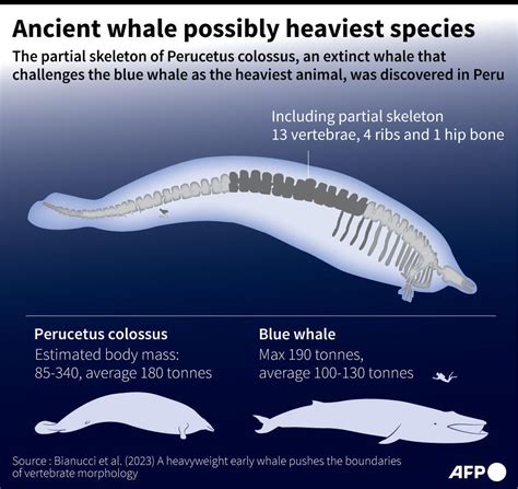 Heaviest animal ever? Scientists discover massive ancient whale