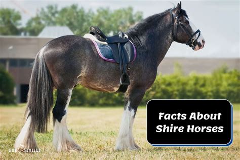 Shire Horse Facts, Colors & Everything You Need to Know