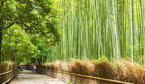 Wander Through Kyoto's Iconic Bamboo Forest | Japan Cheapo