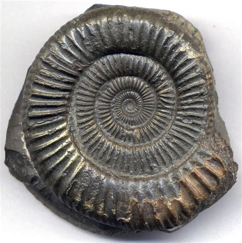 Ammonite Fossil : Ammonite Fossil for Sale - Madagascar - Fossil Realm ...