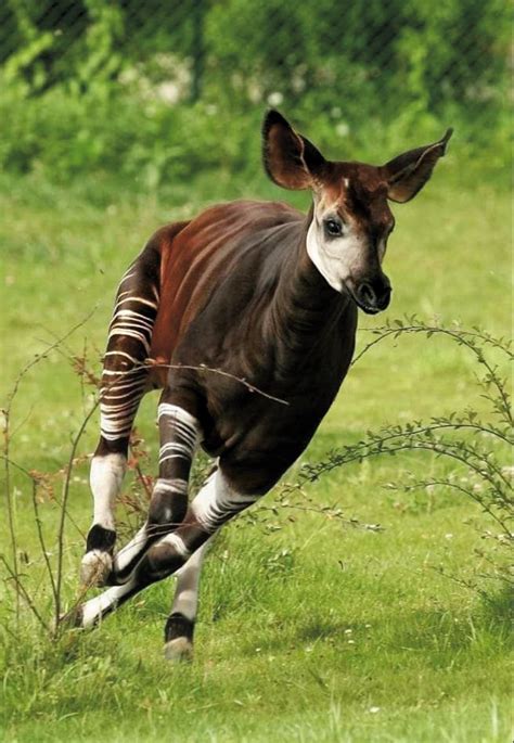 The okapi okapia johnstoni – Artofit