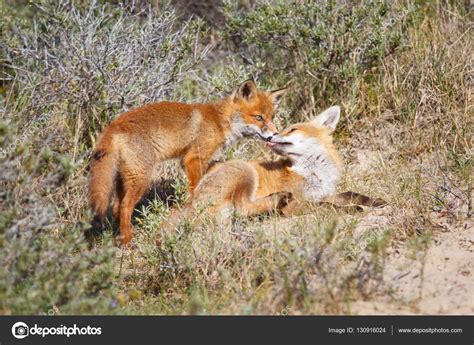 Two wild red fox cubs Stock Photo by ©pimleijen 130916024