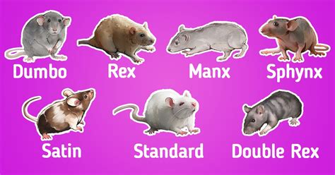 Rex Rats