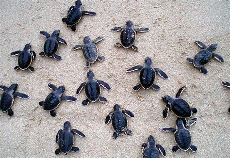 Nice to sea you: Baby turtles released in Oman - Hotelier Middle East