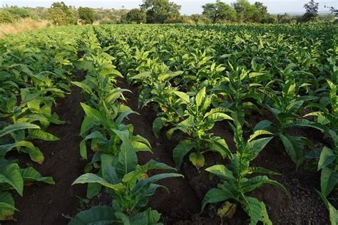 Organic Tobacco Cultivation, Farming Practices | Agri Farming