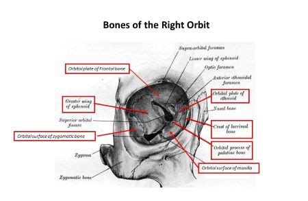 Which bones make up the orbit of the eye? | Homework.Study.com