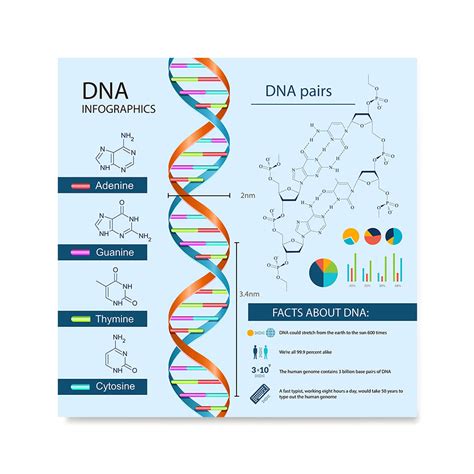 Facts About DNA Poster – EzPosterPrints