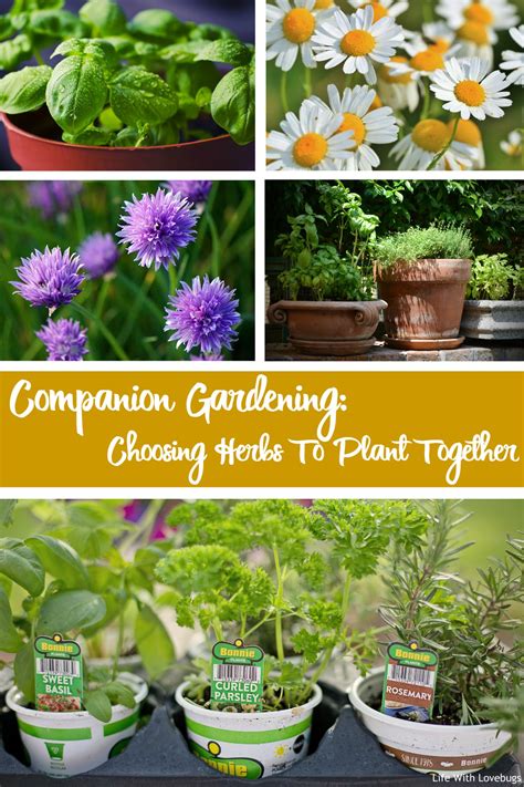 Companion Gardening: Choosing Herbs To Plant Together