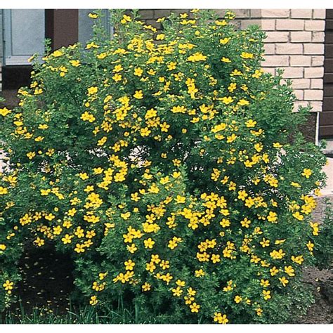 Shop 0.5 Flat Yellow Potentilla Flowering Shrub (L3942) at Lowes.com