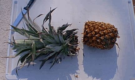 Propagation of the Pineapple