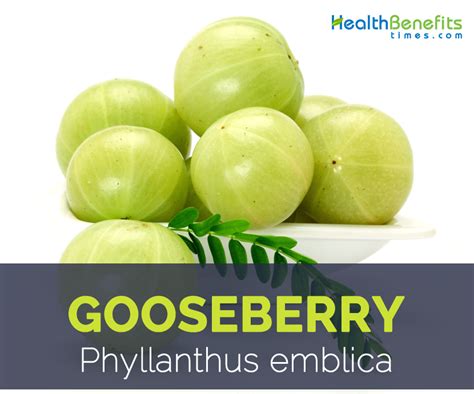 Gooseberry facts and health benefits