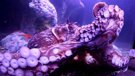 21 Octopus Wallpapers - Wallpaperboat