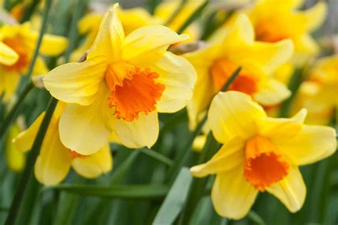 Daffodil (Narcissus) Growing Guides, Tips, and Information