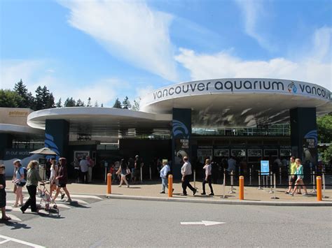 Vancouver Aquarium: Beluga whale Kavna dies, African penguins arrive at Penguin Point