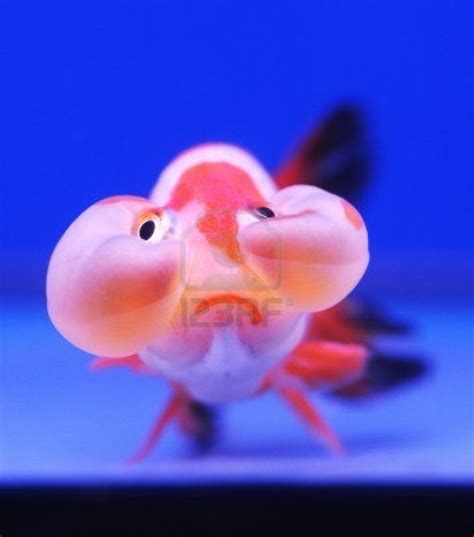 Pet goldfish, Funny faces, Fish pet