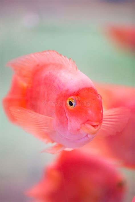 Greeting Pink Fish in the Aquarium Stock Photo - Image of colony ...