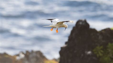 How to protect native, endangered birds from solar installations in Hawaiʻi