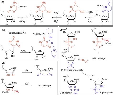 Chemical labeling of RNA modifications a) Bisulfite mediated ...