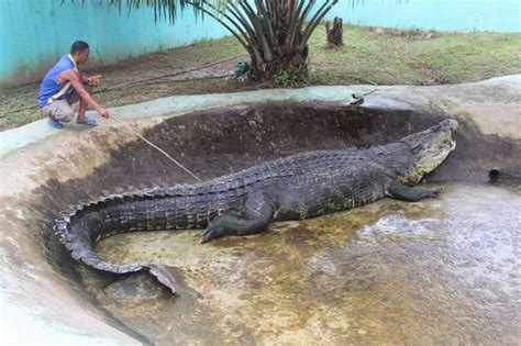 Largest Crocodile Ever Recorded: Lolong (and More!)