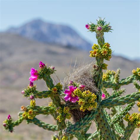 Desert Plants