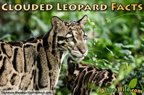 Clouded Leopard Facts For Kids & Adults: Pictures, Information & Video ...