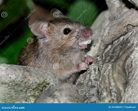 House Mouse Feeding in Urban House Garden. Stock Image - Image of breeding, danger: 187488597