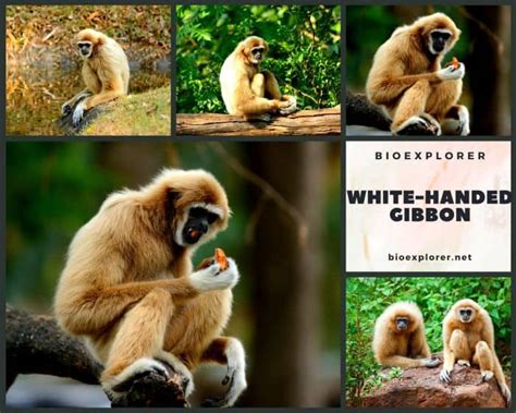 Lar Gibbon Characteristics | Hylobates Lar Diet & Facts | White-Handed Gibbon