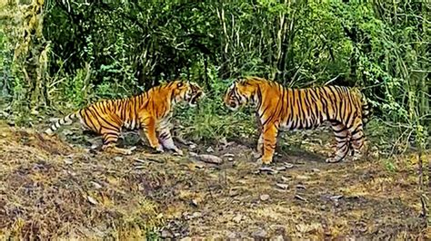 Tigress Fights Male Tiger to Protect her Cub - India