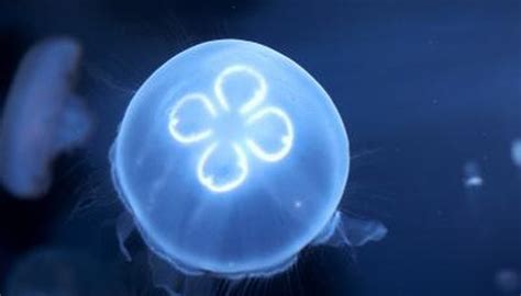 Habitat of the Moon Jellyfish | Animals - mom.me