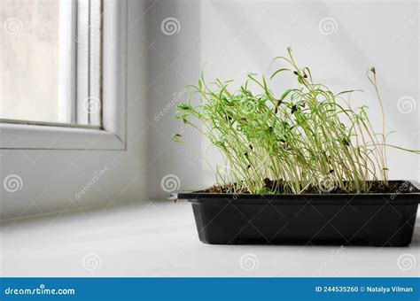 Growing Dill from Seeds. Macro Shot of Dill Seedlings Growing in Plastic Pot on the Windowsill ...