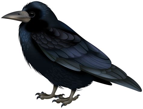 Crow Clipart Black Crow Clip Art Transparent Cartoon Free Cliparts | Images and Photos finder