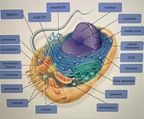 Animal Cell Structure Without Labels