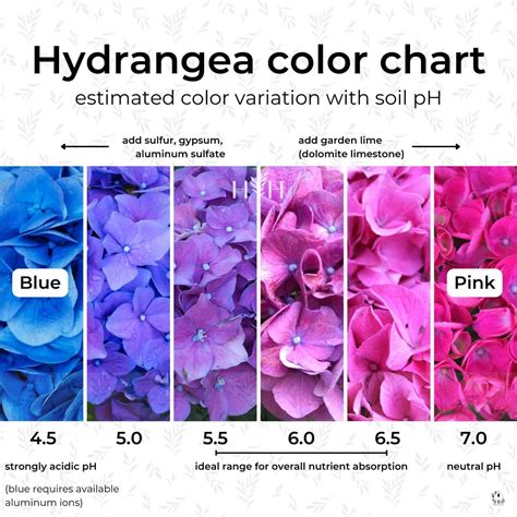 Hydrangea color chart 🌸🌈 Navigate hues for the perfect garden palette