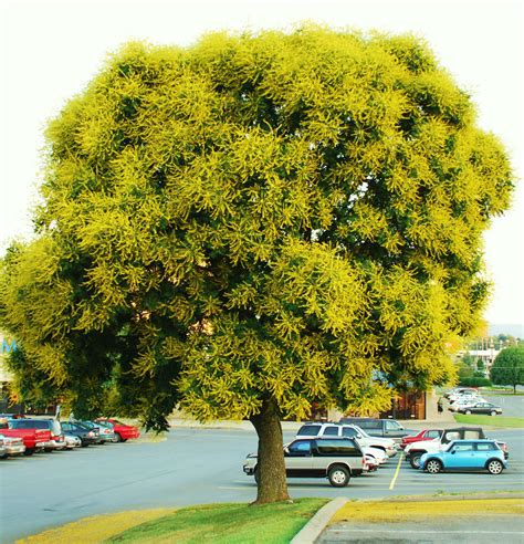 Koelreuteria bipinnata - Chinese Flame-Tree exotic flower bonsai seed - 20 seeds - Cacti ...