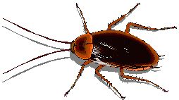 Roach Cockroach Sticker - Roach Cockroach - Discover & Share GIFs