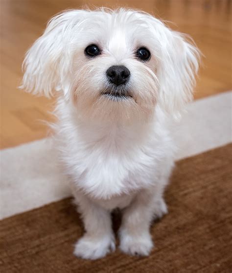 Maltese Dog Breed Information Center: The Ultimate Fluffy White Puppy