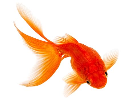 Goldfish PNG