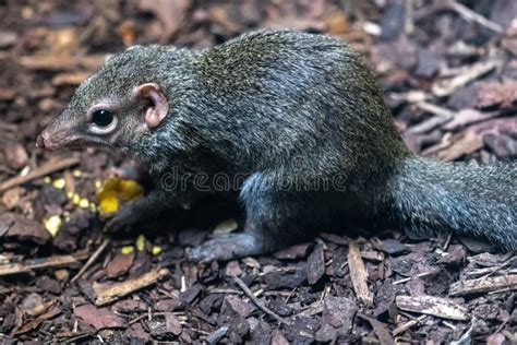 Tree Shrew stock image. Image of backgrounds, nose, rodent - 38049443