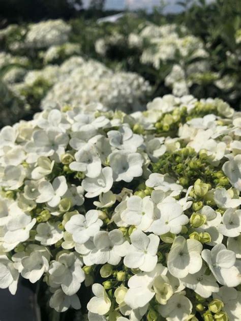 Viburnum macrocephalum Sterile Chinese Snowball from Taylor's Nursery