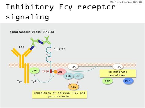 PPT - Fcg receptor signaling PowerPoint Presentation, free download - ID:1976568