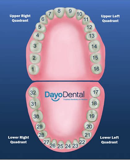 Teeth Numbers and Names - Human Teeth Chart