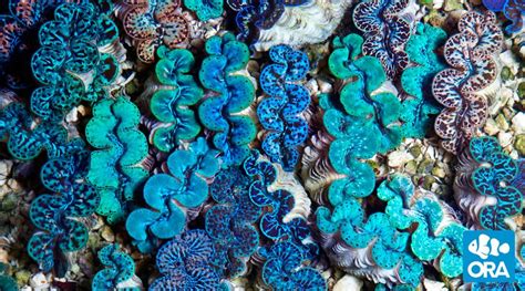 Maxima Clam | Tridacna maxima | ORA | Oceans, Reefs & Aquariums