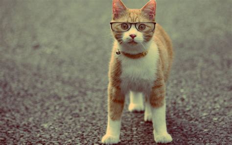 10 New Funny Cat Wallpaper Hd FULL HD 1920×1080 For PC Background