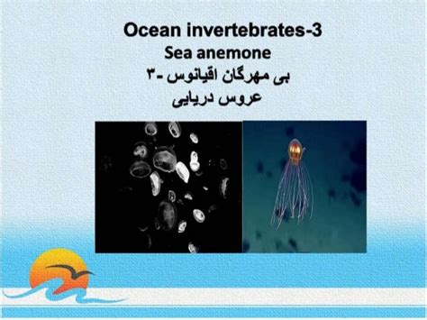 Ocean invertebrates- 3