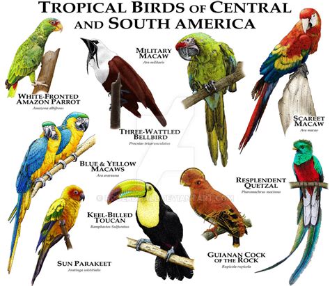 Tropical Birds of Central and South America by rogerdhall on DeviantArt