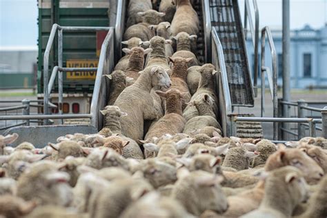 Se revela que la UE es el mayor exportador de animales vivos del mundo | AnimaNaturalis