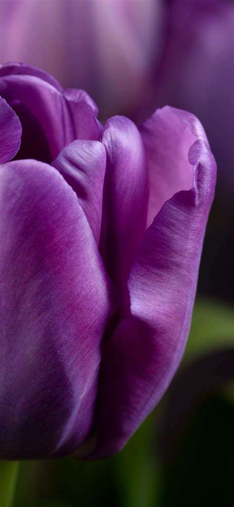 Purple tulips Wallpaper 4K, Closeup, Macro, Bokeh, #5946