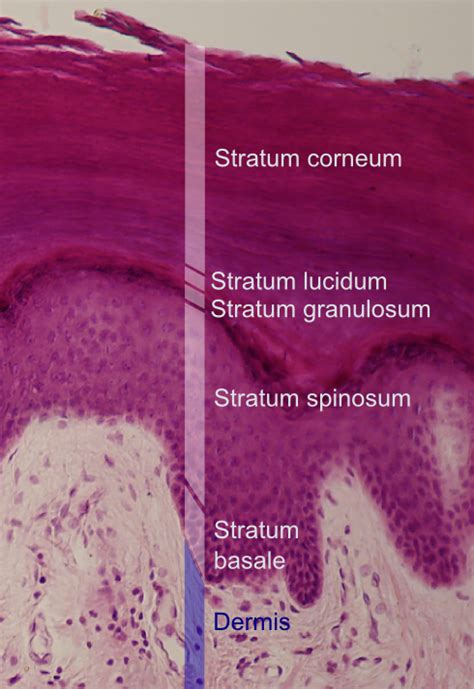 Stratum granulosum - Wikipedia