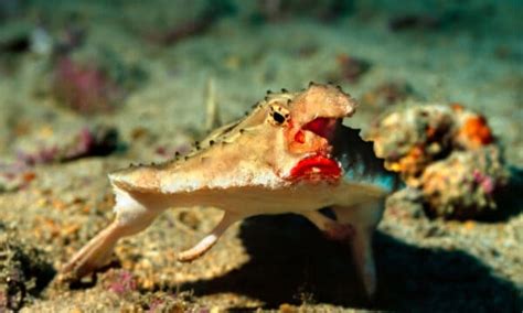 Batfish - A-Z Animals